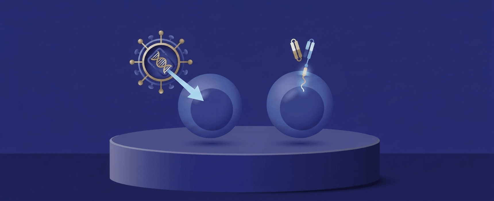 Legend’s ex vivo design expertise underpins in vivo CAR T efficacy